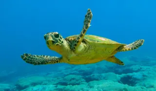 Dalyan and Turtle Beach - 4